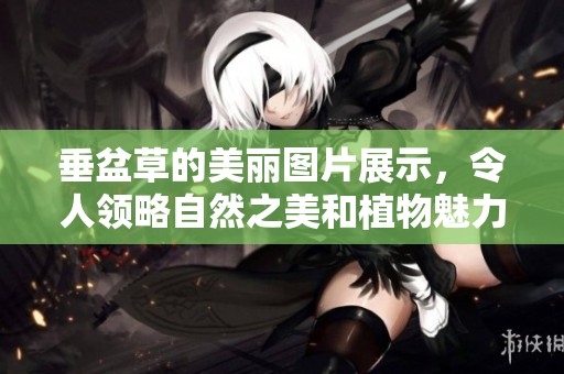 垂盆草的美丽图片展示，令人领略自然之美和植物魅力