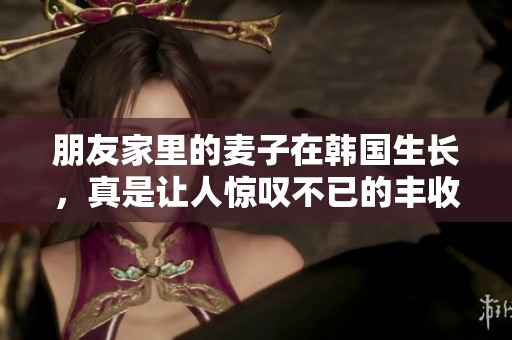 朋友家里的麦子在韩国生长，真是让人惊叹不已的丰收景象
