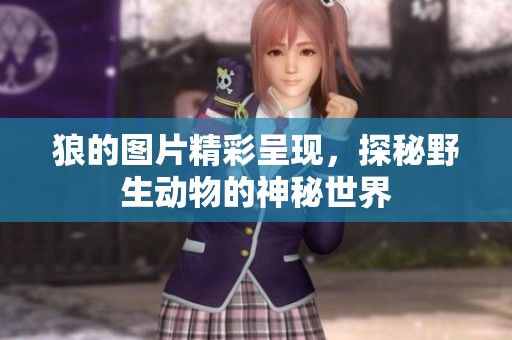 狼的图片精彩呈现，探秘野生动物的神秘世界